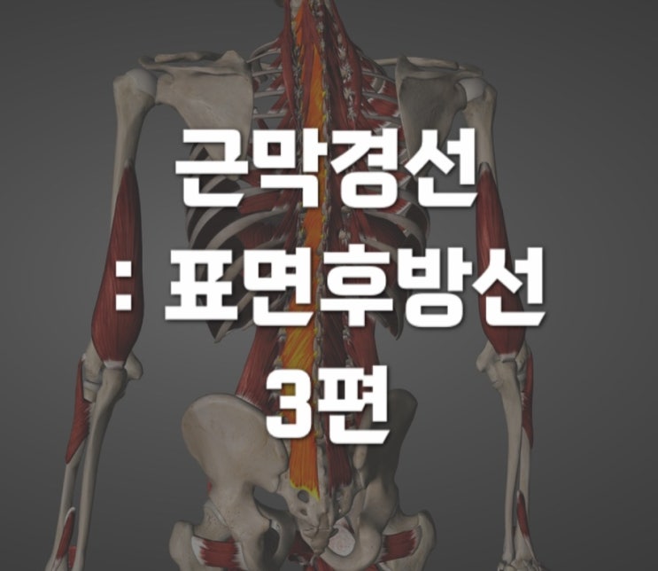  근막경선 해부학 : 표면후방선(SBL) 3 천골에서 안와상 융선까지