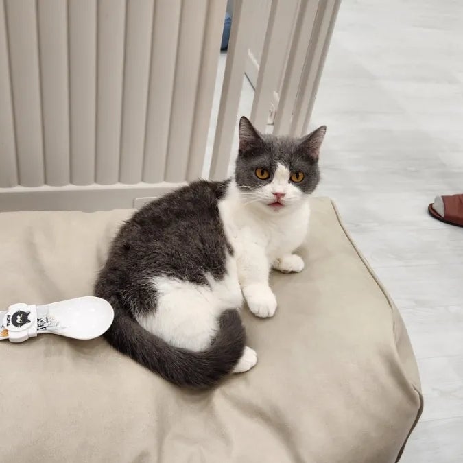 고양이 배 과일 먹어도 되지만 주의사항 지켜주세요 고양이 배 과일 먹어도 되지만 주의사항 지켜주세요