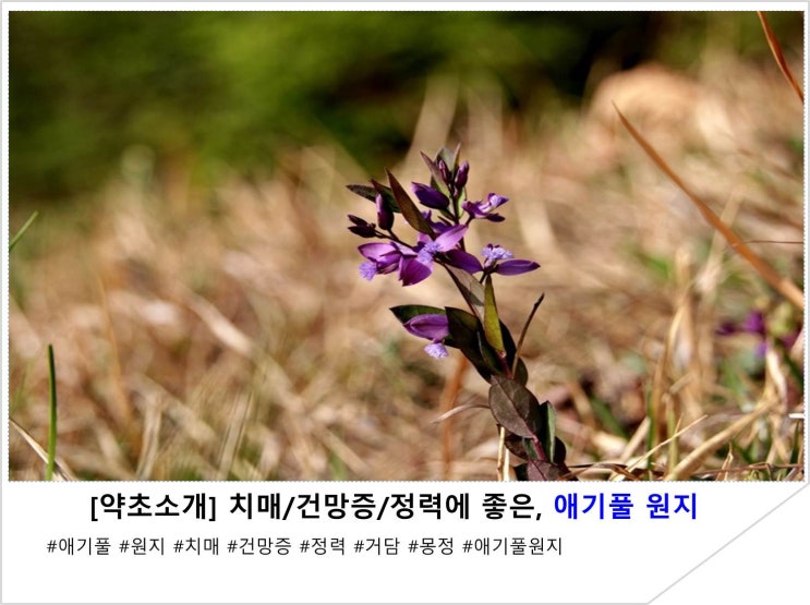  [약초소개] 치매/건망증/정력에 좋은, 애기풀 원지