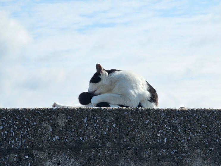 고양이들의 천국, 아이노시마섬! 하카타역에서 가는 법부터 관광 후기, 팁까지