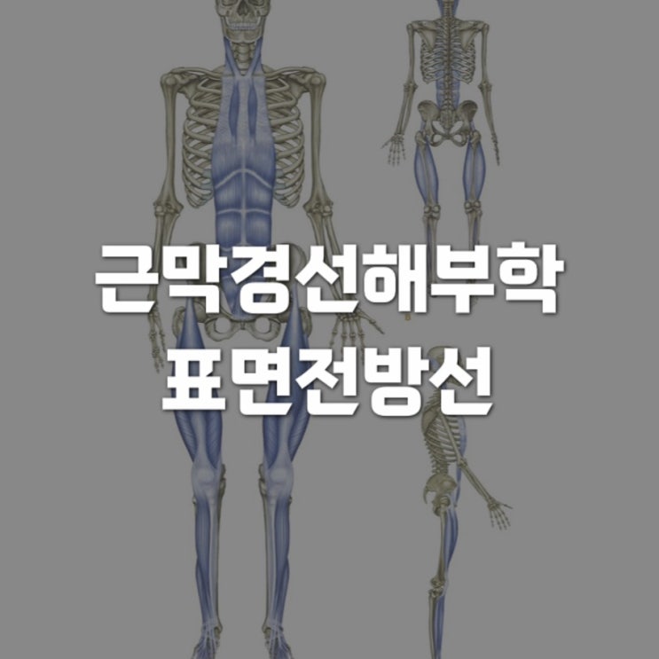  근막경선 해부학 : 표면전방선(SFL) 1 - 발등부터 허벅지까지