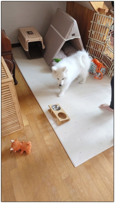 사모예드 털 관리방법, 손질 주의사항 및 양육방법