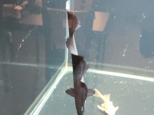 블랙고스트 유령메기 2자광폭어항 필요한 관상어 종류
