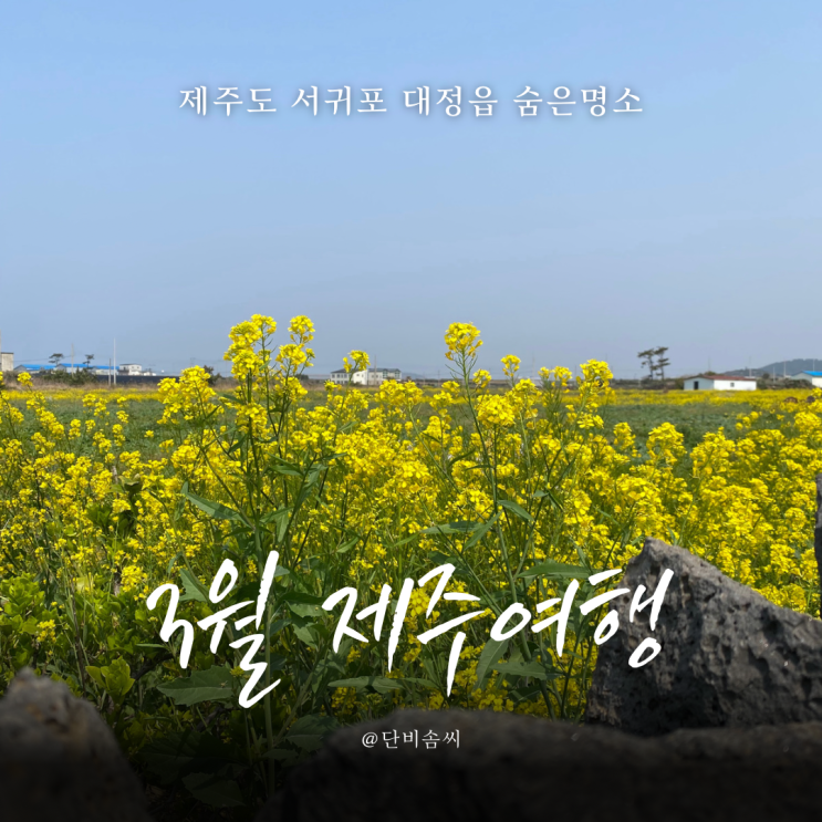  3월 제주여행 | 서귀포 유채꽃 명소와 돌고래 스팟 맛집 연화원까지