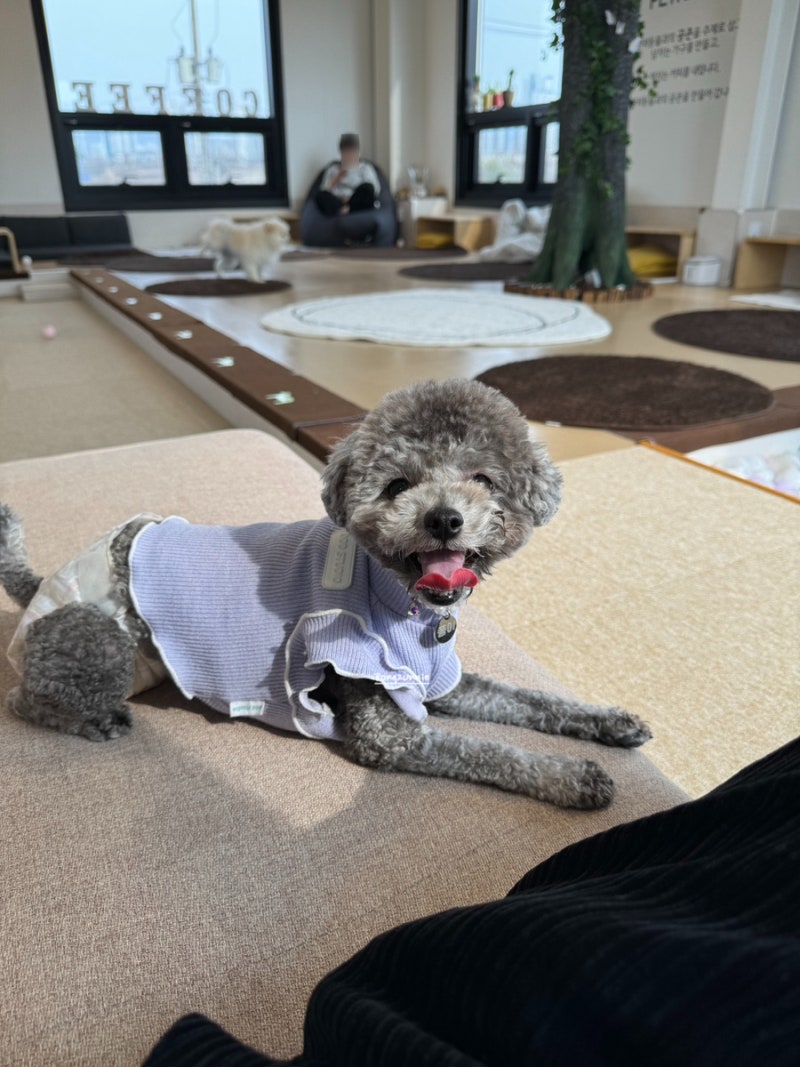펫케아