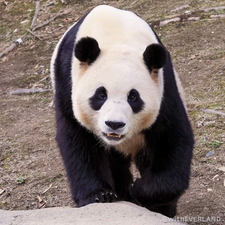 <b>푸바오</b> 오늘 일반 공개 <b>마지막</b>날