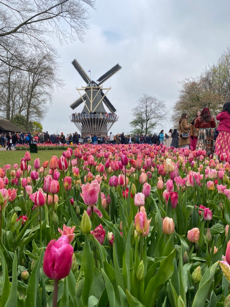  네덜란드 튤립축제 2024 쾨켄호프 Keukenhof 예매방법, 셔틀버스, 개화시기