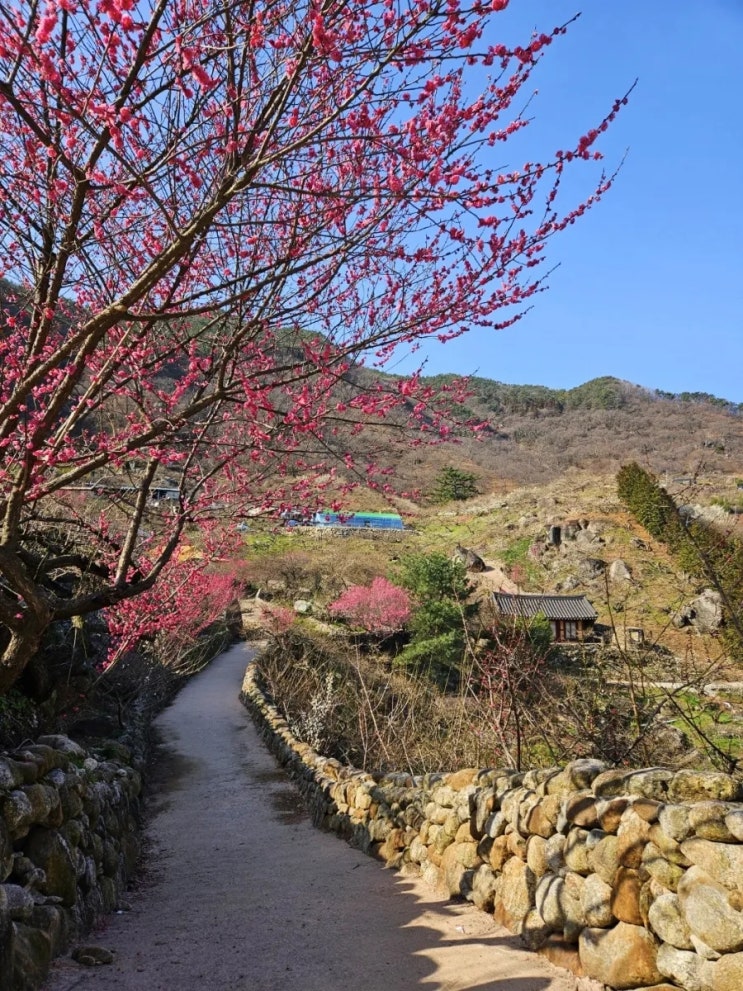  광양 매화마을 매화명소 3월 전남 꽃구경 봄 나들이