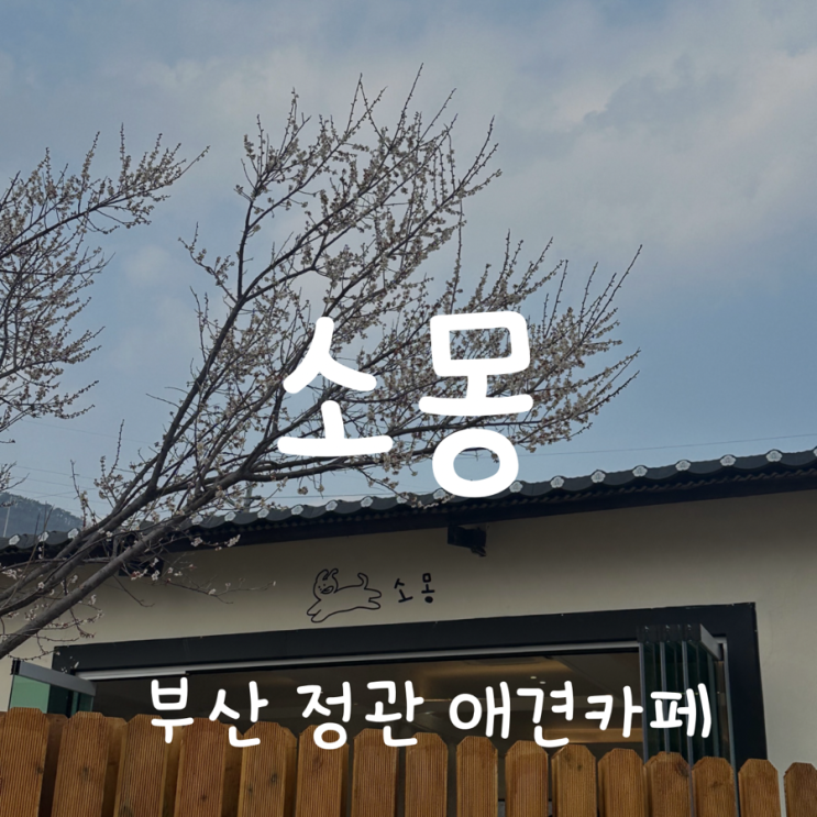 [부산 기장 정관 애견카페/애견운동장] 소몽