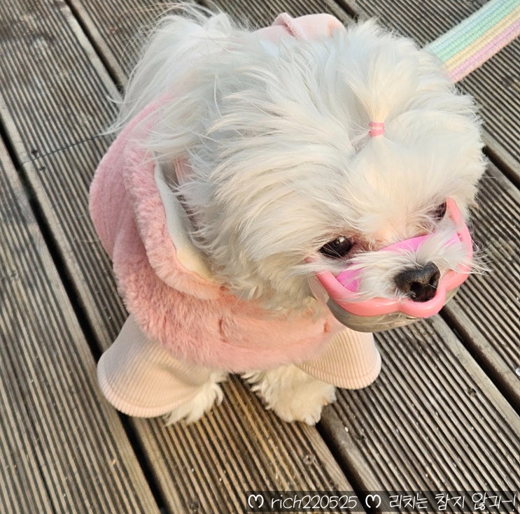  '루브립 입마개' 소형견 입마개 적응시키는법 추천