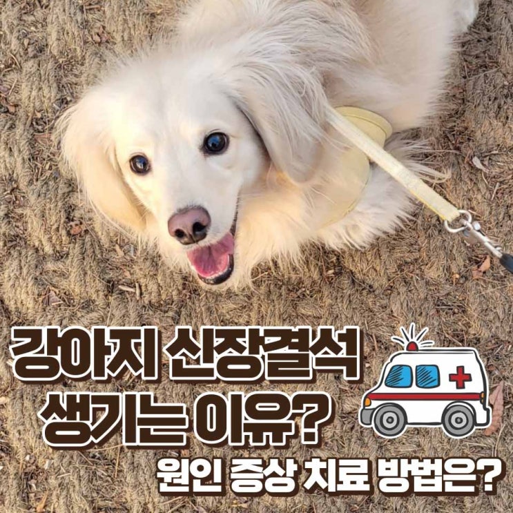 강아지 신장결석 원인 증상 예방법 치료방법