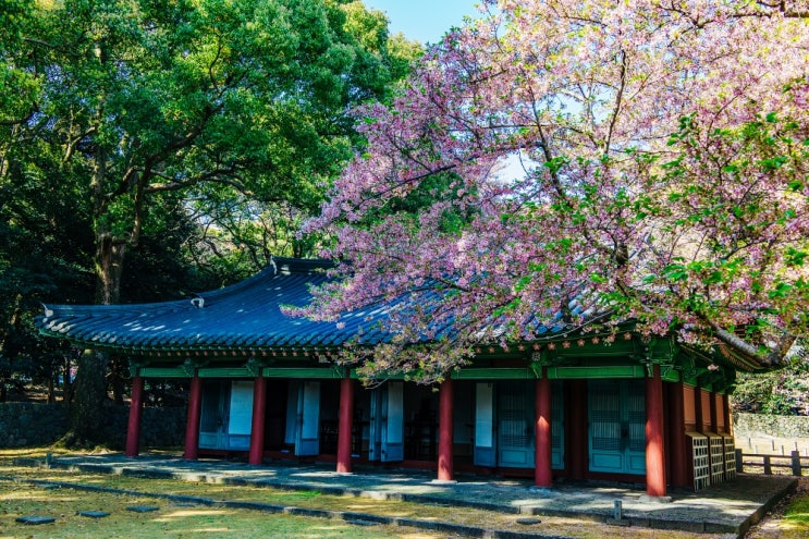 3월 제주도여행 가볼만한곳 유채꽃 벚꽃 꽃구경 명소 3월 제주도여행 가볼만한곳 유채꽃 벚꽃 꽃구경 명소
