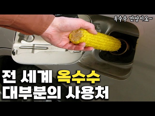 그 많은 옥수수는 다 어디에 쓸까 그 많은 옥수수는 다 어디에 쓸까