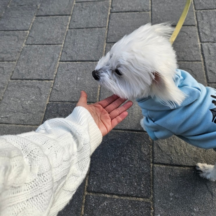  해운대 해수욕장 송림공원 부산 걷기 좋은 곳 산책로 데이트 코스 여행 가볼만한곳
