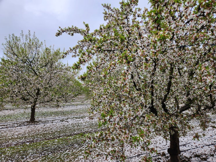  미국 서부 캘리포니아 여행 벚꽃 도시 프레즈노(Fresno) 2월 3월 아몬드 꽃 Blossom Trail 지도, 리들리 독립문 Reedley