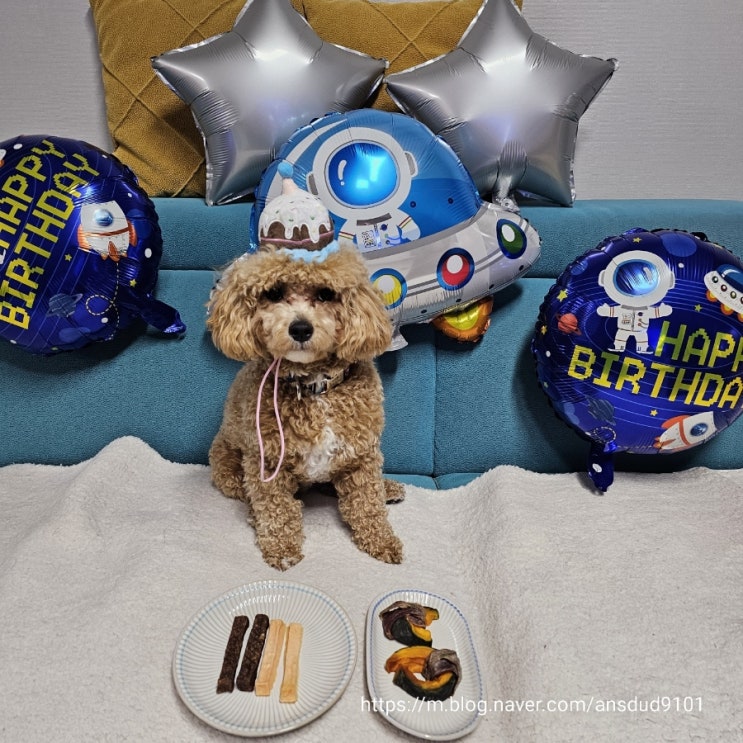 강아지 다이소 생일잔치, 1살 축하해 이대빵