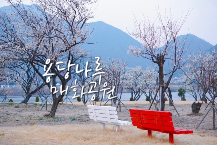 김해 달무리 수변공원 내 용당나루 매화공원 매화축제