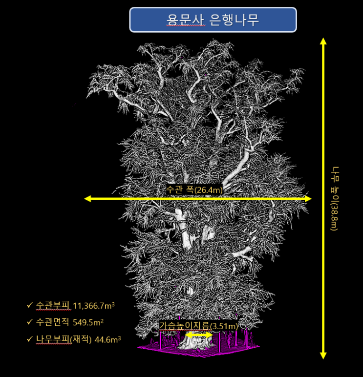 국립산림과학원, 우리나라에서 가장 큰 나무인 용문사 은행나무의 정확한 신체검사 완료!