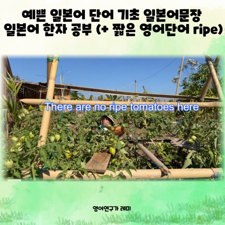 기초 일본어 문장 예쁜 일본어단어 일본어 한자 공부 배우기 (+ 짧은 영어단어 ripe 일본어 번역 독학) 기초 일본어 문장 예쁜 일본어단어 일본어 한자 공부 배우기 (+ 짧은 영어단어 ripe 일본어 번역 독학)