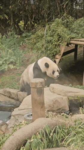 용인 에버랜드 판다월드 푸바오 일반 공개 마지막 날 방문 기록 용인 에버랜드 판다월드 푸바오 일반 공개 마지막 날 방문 기록