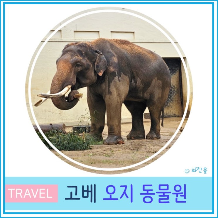  일본 오사카 근교 여행 아이와 가볼 만한 곳 고베 오지 동물원 가는 방법 및 관람 후기