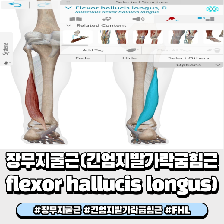  장무지굴근 긴엄지발가락굽힘근 Flexor hallucis longus 근육 해부학