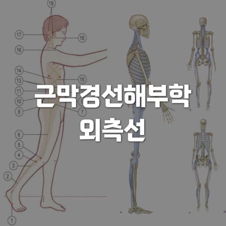  근막경선 해부학 : 외측선 (LL) 1 - 발바닥에서 장경인대까지