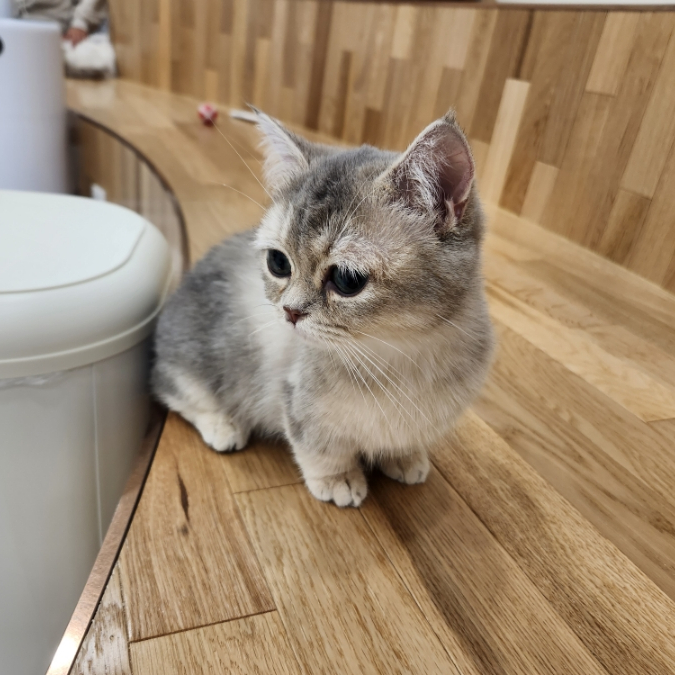 강아지 고양이 고등어 생선 급여 가능할까? 강아지 고양이 고등어 생선 급여 가능할까?