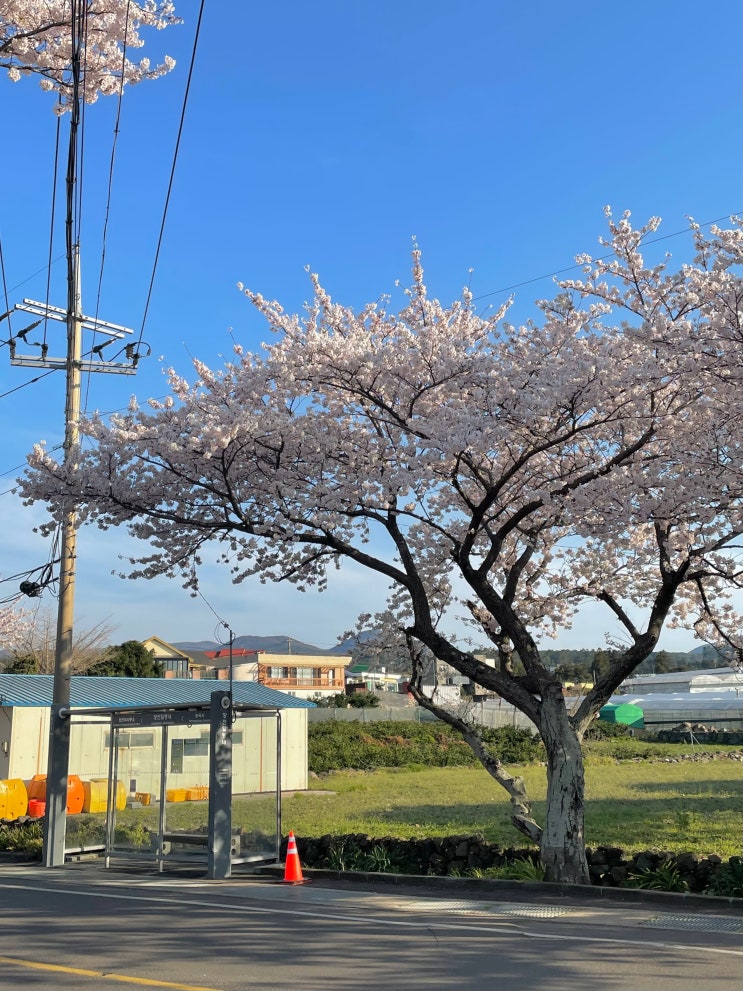  제주 벚꽃명소 애월 벚꽃길 '장전로 벚꽃거리' 주차 / 제주도 벚꽃 개화시기