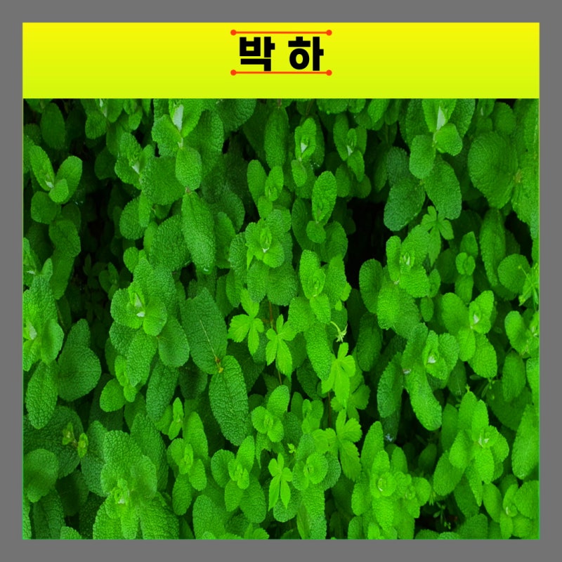 향과 꽃이 아름다운 박하차 효능 및 박하 보관법 : 네이버 블로그