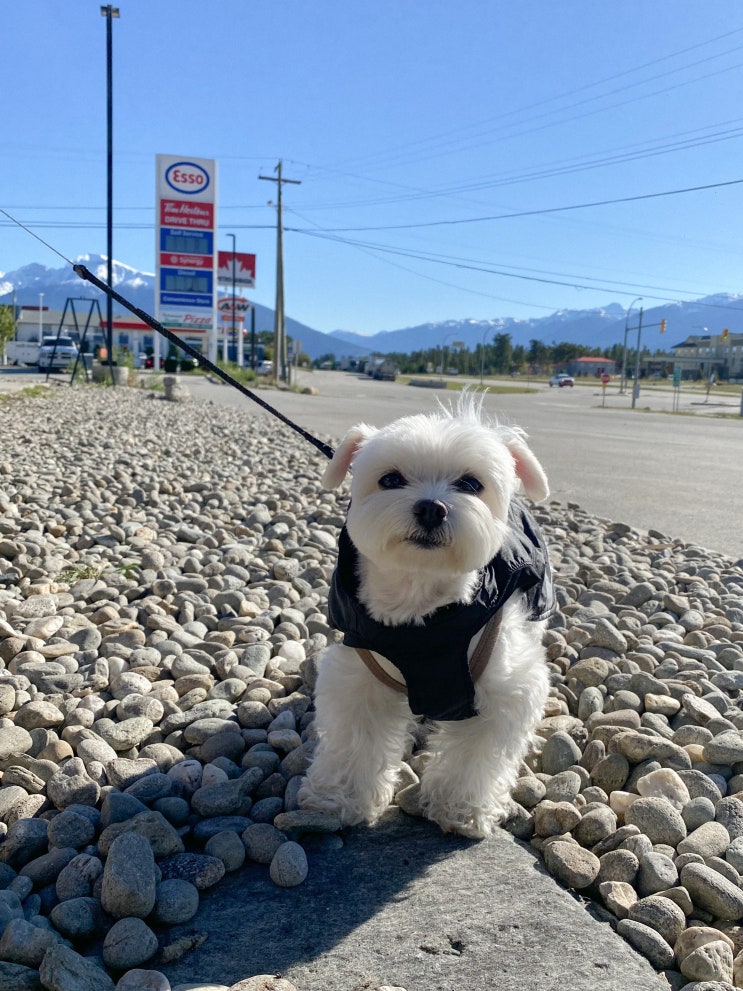 Day 3. 강아지랑 캐나다 여행 | 밴쿠버에서 재스퍼까지 렌터카로 하루 만에 이동하기, 800km 초장거리 운전, 로키산맥, 재스퍼 국립공원