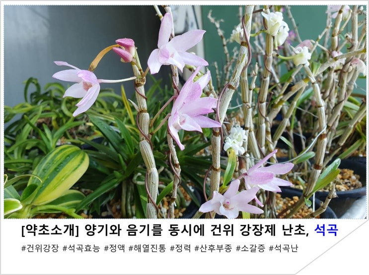  [약초소개] 양기와 음기를 동시에 건위 강장제 난초, 석곡
