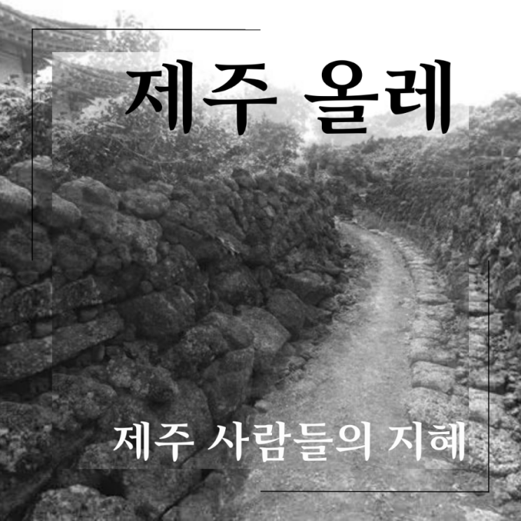  야! 놀게~ 올레 나와! - 사라져 가는 제주도 올레... 올레와 올레길은 뭐가 다를까? 제주도 올레와 올레길 걷기.