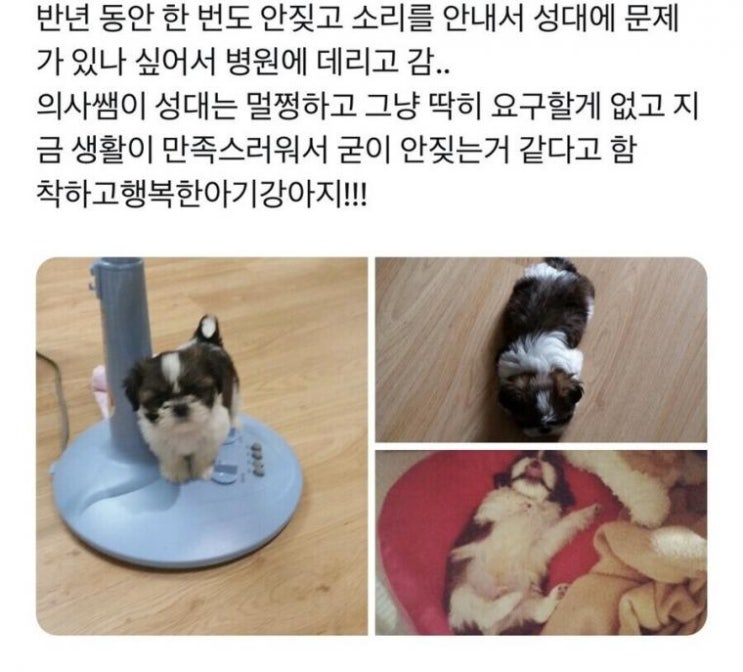 삶을 100프로 만족중인 강아지