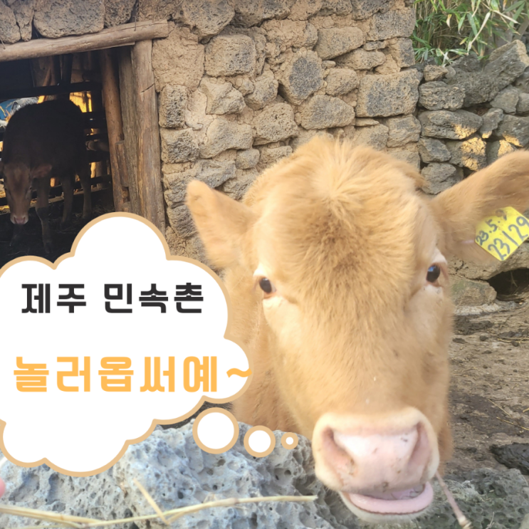  제주민속촌 박물관 제주문화를 한 곳에 서귀포 가볼 만한 곳 제주민속촌귀몽 제주민속촌 수국축제 제주민속촌 입장료 소요시간