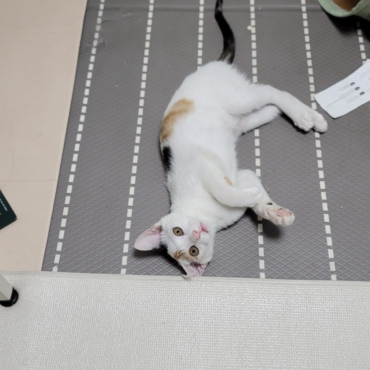 고양이 장판 벽지 가구 뜯는 이유 대처방법