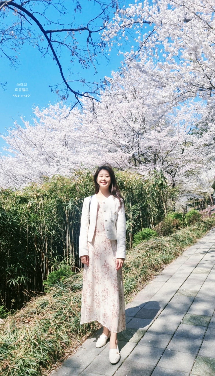  2024년 수원 벚꽃 개화시기와 수원 벚꽃 명소 5곳 추천