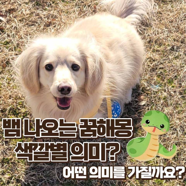 뱀나오는꿈 해몽 흰뱀 검은뱀 노란뱀 빨간뱀 초록색뱀 파란뱀 색깔별 의미