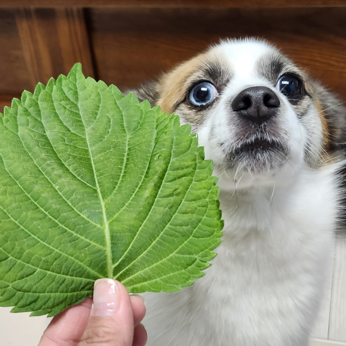 강아지 깻잎 야채라도 먹으면 안되요