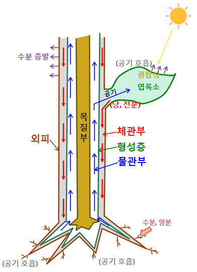 조경수 취목 물관부 체관부 공중취목 공중 뿌리 내리기 형성층 환상박피 에메랄드 골드 루팅볼 삽목 접목 물관 수관 체관 성토법 고취목 휘묻이 선취법 광합성 영양분 증산작용 원예학 조경수 취목 물관부 체관부 공중취목 공중 뿌리 내리기 형성층 환상박피 에메랄드 골드 루팅볼 삽목 접목 물관 수관 체관 성토법 고취목 휘묻이 선취법 광합성 영양분 증산작용 원예학