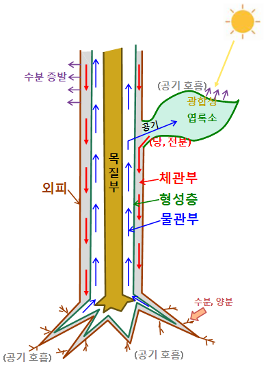 조경수 취목 물관부 체관부 공중취목 공중 뿌리 내리기 형성층 환상박피 에메랄드 골드 루팅볼 삽목 접목 물관 수관 체관 성토법 고취목 휘묻이 선취법 광합성 영양분 증산작용 원예학