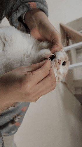 고양이 영양제 (2) 수의사가 추천한 코세퀸 관절영양제, 조공 알티지 오메가3 고양이 알약 먹....