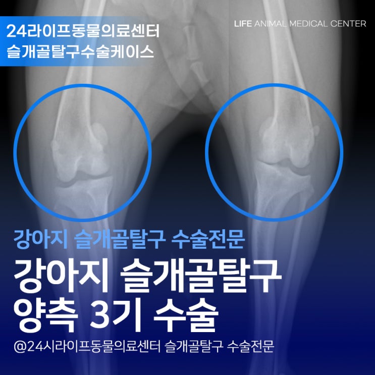 대구강아지슬개골탈구수술 : 2살 포메 3기 슬개골탈구수술기