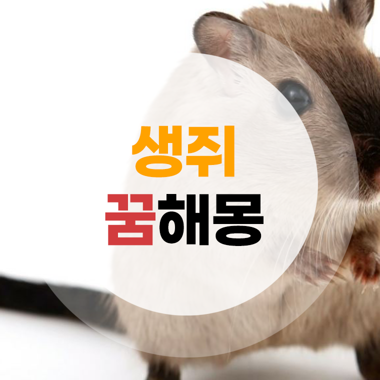 생쥐꿈 해몽 쥐나오는꿈 쥐죽이는꿈 쥐잡는꿈 총정리