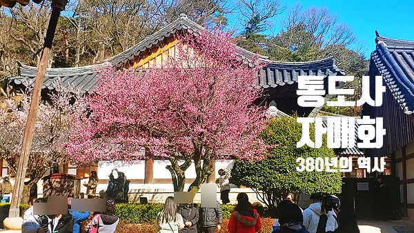  2024년 통도사 자매화 ! 홍매화!  통도사에서 힐링하기 우리나라3대사찰통도사 국보290호