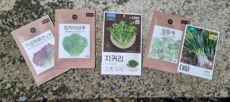  봄에 키우는 텃밭식물 채소 작물 적상추 청상추 치커리 깻잎 대파