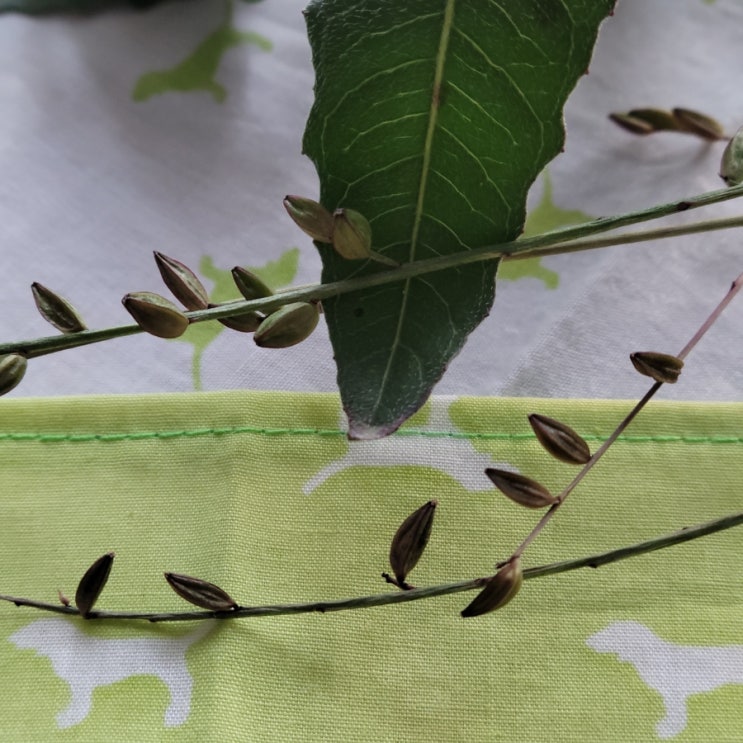 바늘꽃(가우라)키우기-씨앗 채종, 노지월동, 삽목
