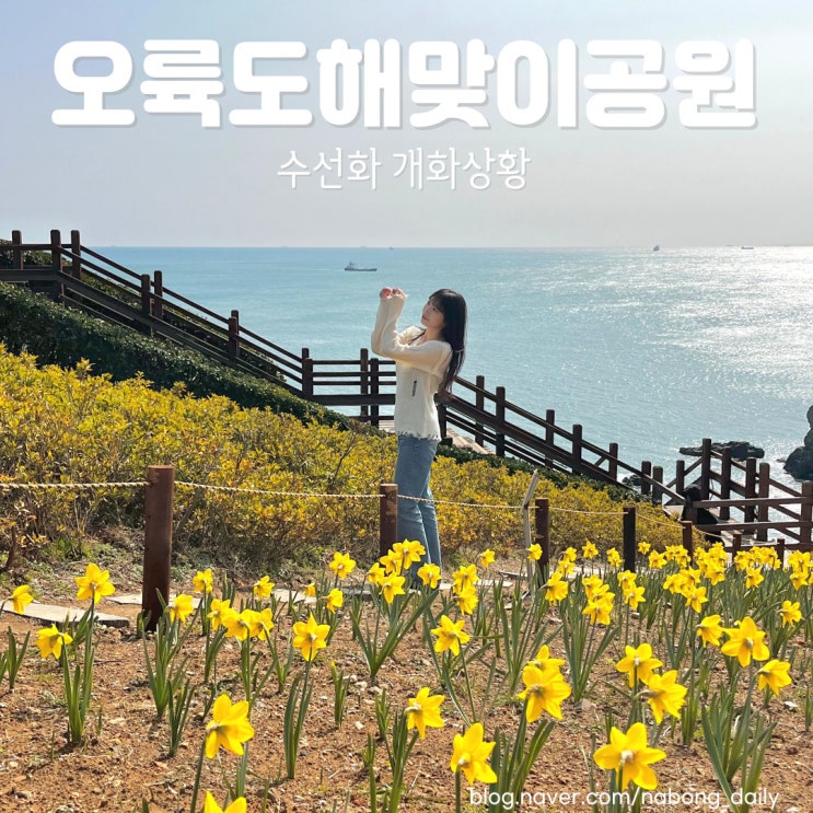  오륙도 수선화 개화상황 사진스팟 꿀팁 오륙도해맞이공원 주차