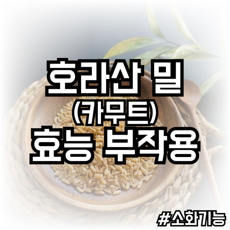  카무트효소(호라산 밀) 소개, 효능, 부작용