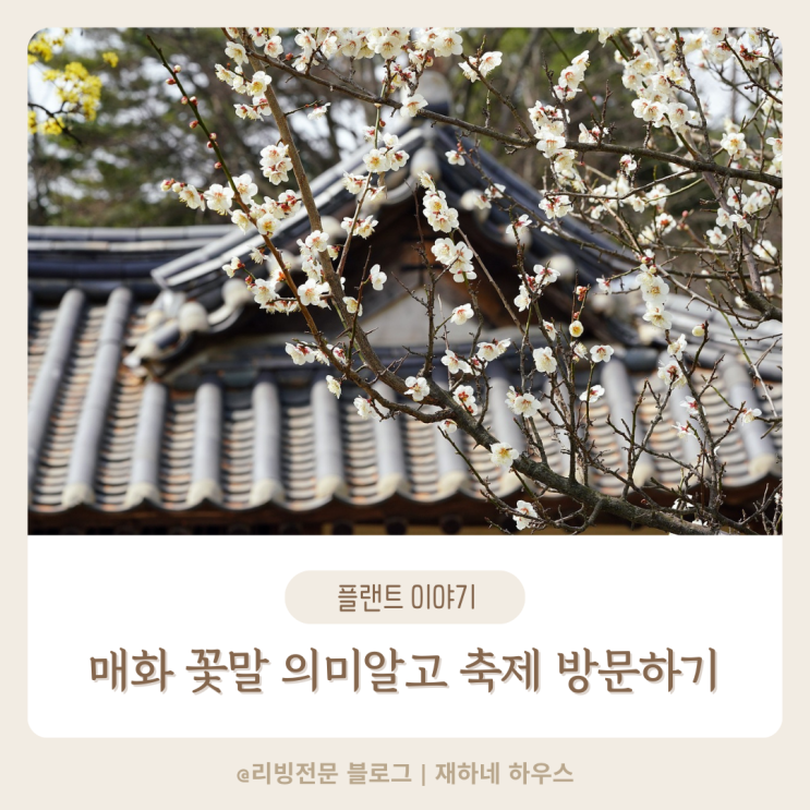  매화 꽃말 의미, 매화나무 알고 매화축제 방문하세요